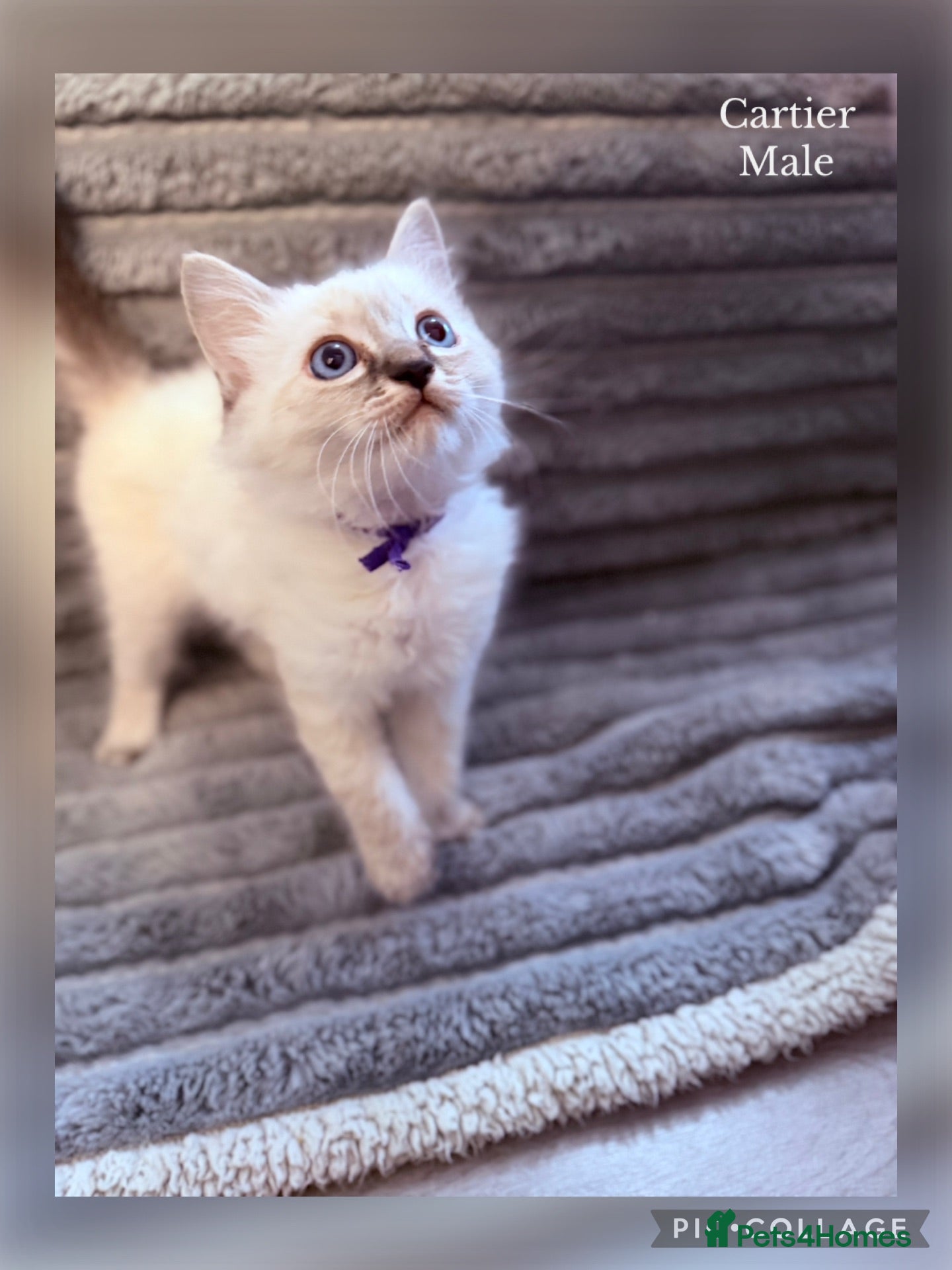 Ragdoll cats 💫 EXQUISITE RAGDOLL KITTENS - READY NOW 🏡 - Advert 4