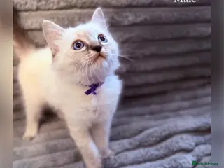 Ragdoll cats 💫 EXQUISITE RAGDOLL KITTENS - READY NOW 🏡 - Advert 4