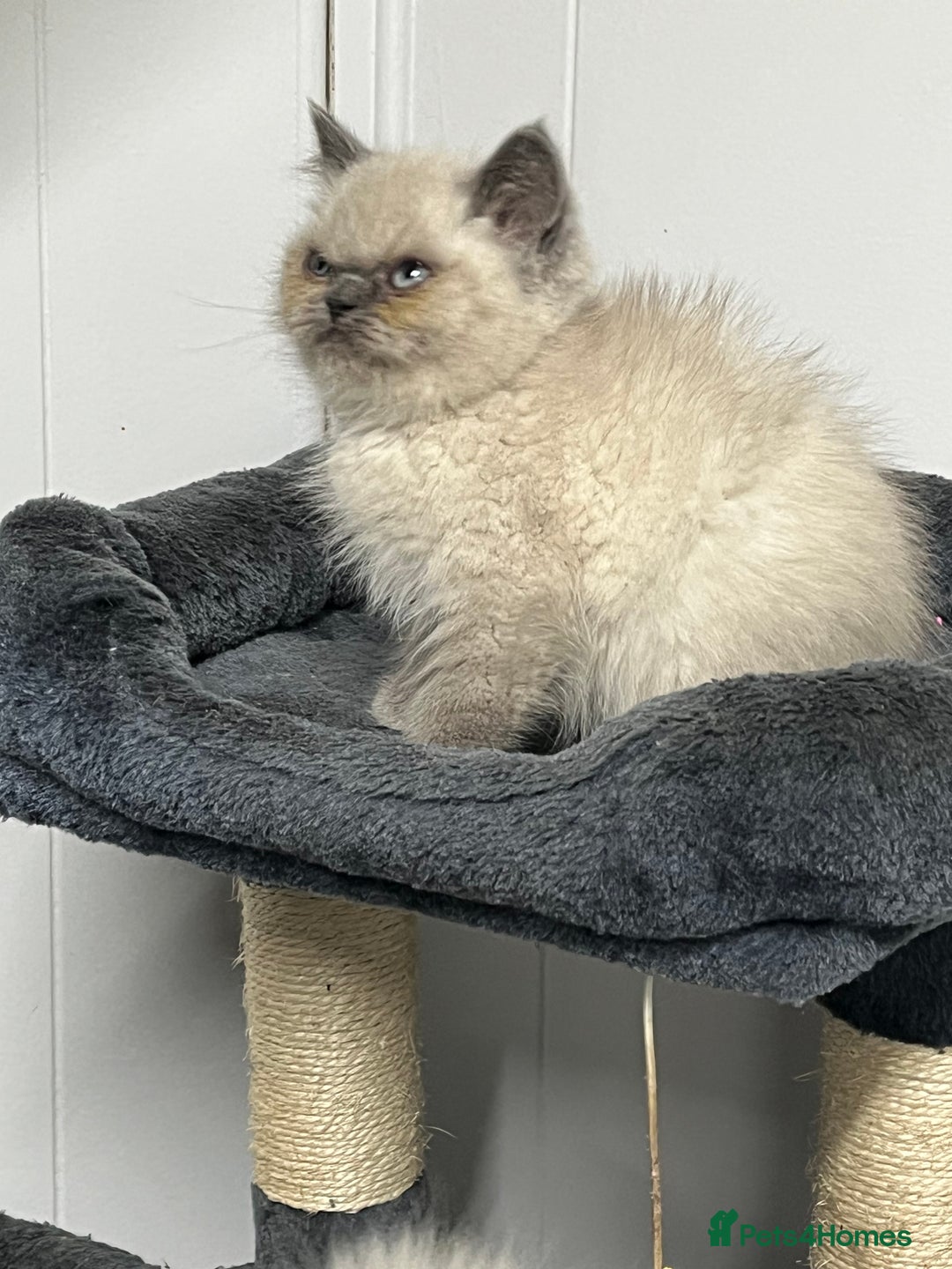 Exotic cats for sale: Stunning Exotic Kittens  - Advert 14