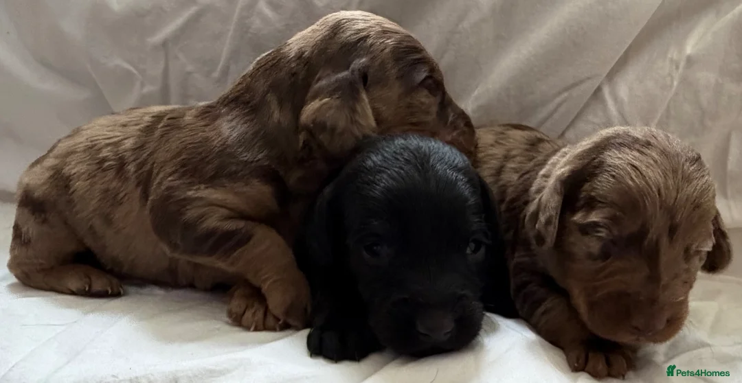 Doxiepoo dogs for sale: 7 Beautiful Doxiepoos  in Wetherby - Advert 2