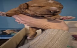 Australian Labradoodle dogs for sale: Australian Labradoodle Puppies  - Advert 10