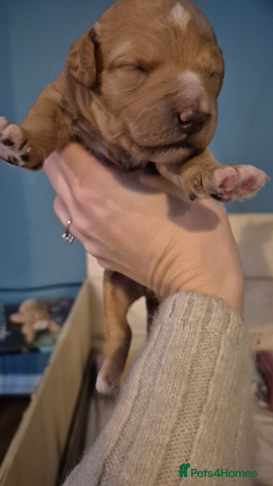 Australian Labradoodle dogs for sale: Australian Labradoodle Puppies  - Advert 10