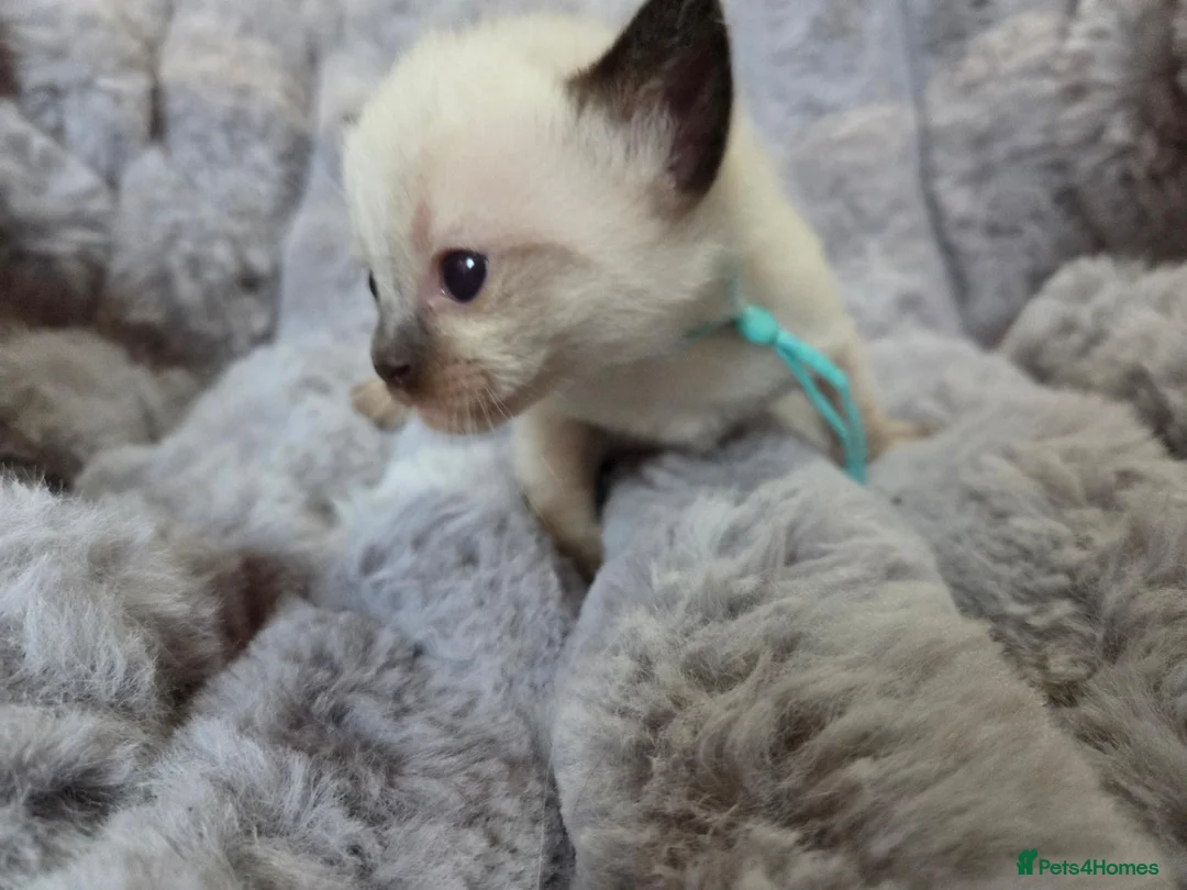 Ragdoll cats for sale: 4 Beautiful Ragdoll kittens, 2 Seal, 2 Lilac - Advert 38