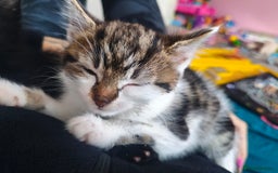 Domestic Shorthair cats for sale: Besutifull kitten - Image 2