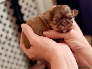 Shih Tzu dogs 4 beautiful stunning shih tzu puppies - Advert 1