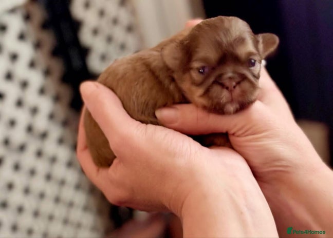 Shih Tzu dogs 4 beautiful stunning shih tzu puppies - Advert 1