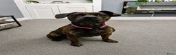 Cane Corso dogs for sale: cane Corsa cross staffy - Advert 4