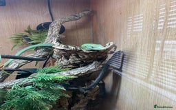 Monitor reptiles for sale: Green tree monitor  - Image 6
