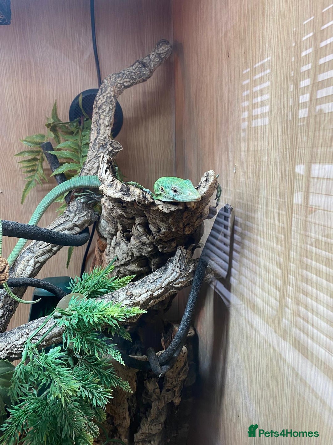 Monitor reptiles for sale: Green tree monitor  - Image 6