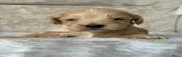 Cockapoo dogs for sale: Stunning F1 cockapoo puppies PRA FN clear in Stourport-on-Severn - Advert 4