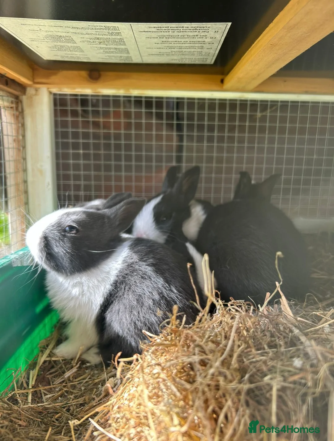 Dutch rabbits for sale: Baby Rabbits in Liverpool - Advert 2