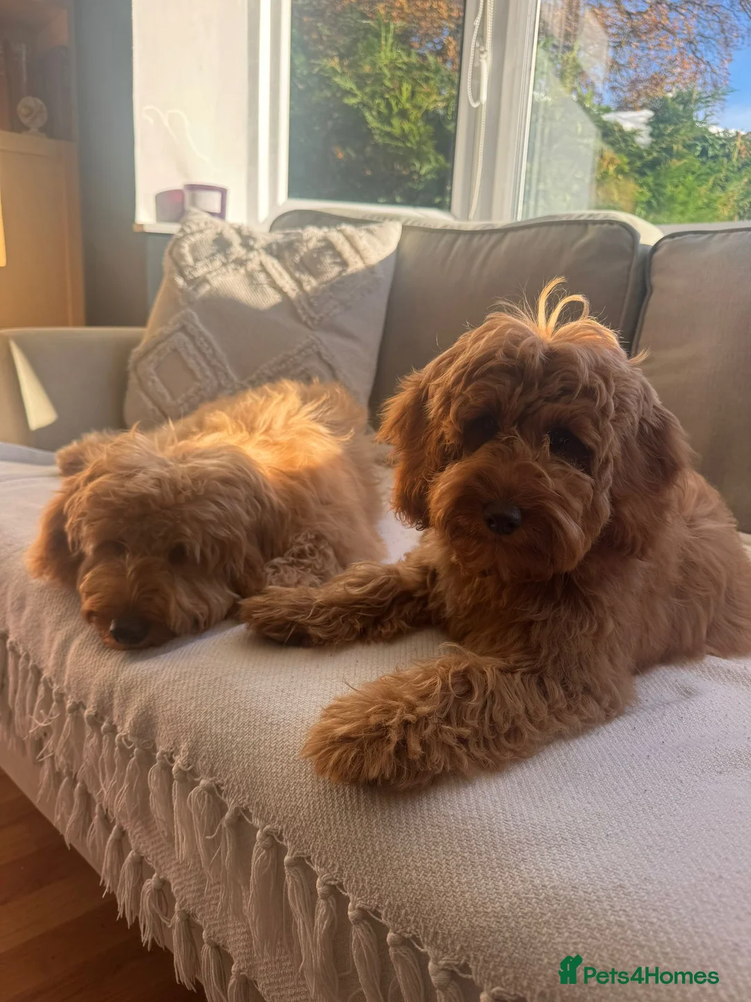Toy Poodle dogs for stud: toy poodle short notice DNA  tested clear PRA £125 in Nottingham - Advert 27