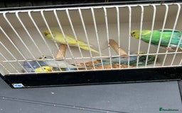 Budgerigars birds for sale: BEAUTIFUL BABY BUDGIES FIR SALE - Image 3