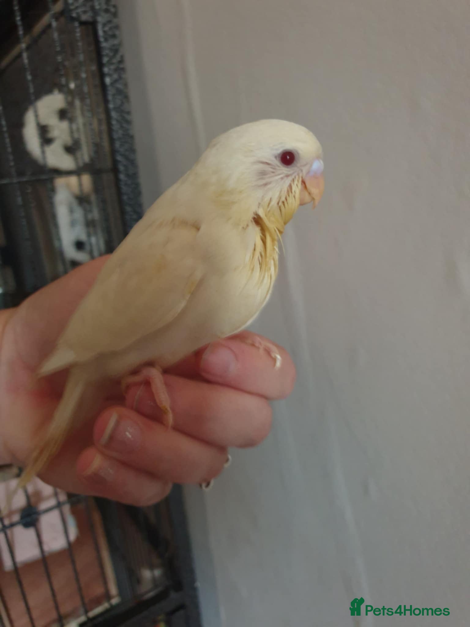Budgerigars birds Beautiful hand reared baby budgies  - Advert 1