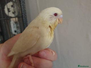Budgerigars birds Beautiful hand reared baby budgies - Advert 1