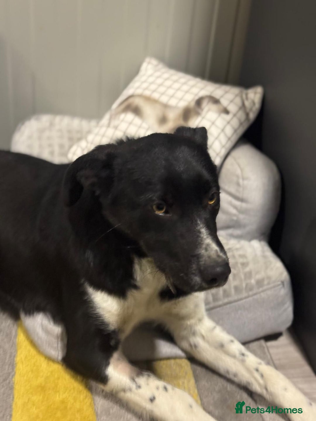 Mixed Breed dogs for adoption: Gorgeous Maylo looking for love - Advert 17