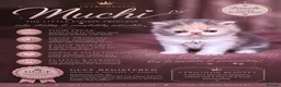 Persian cats for sale: Beautiful GCCF Registered Persian Kittens  - Advert 4