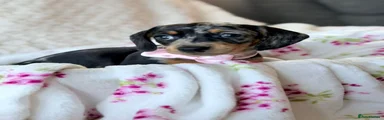 Miniature Dachshund Puppy 2