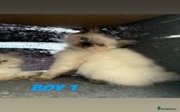 Ragdoll cats for sale: *STUNNING* litter of ragdolls  - Image 12