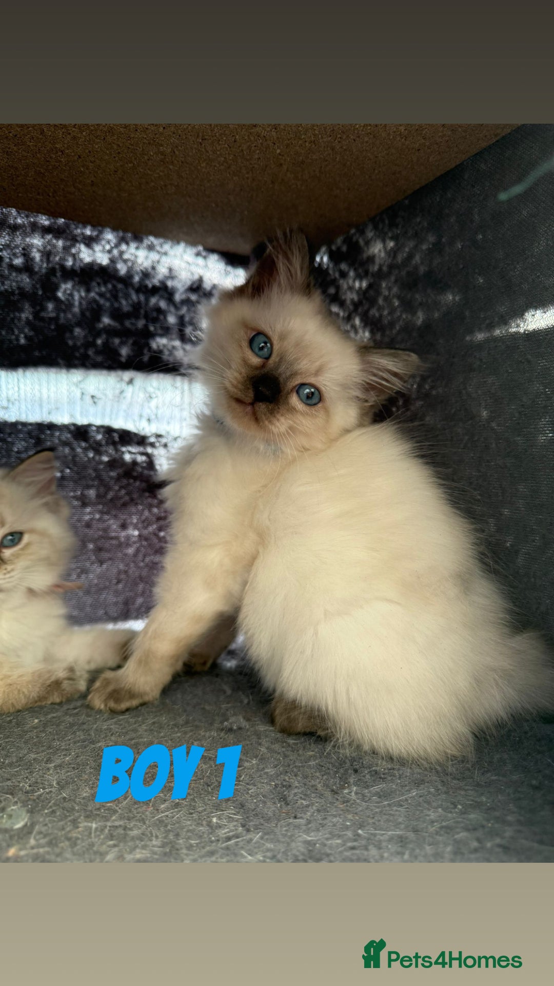 Ragdoll cats for sale: *STUNNING* litter of ragdolls  - Image 12
