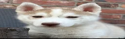 Siberian Husky dogs for sale: Siberian husky puppy boys  - Advert 4