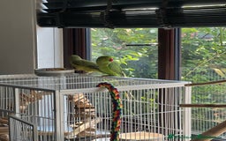 Cockatiels birds for sale: Male cocktail and two green ringneck for sale  - Image 3