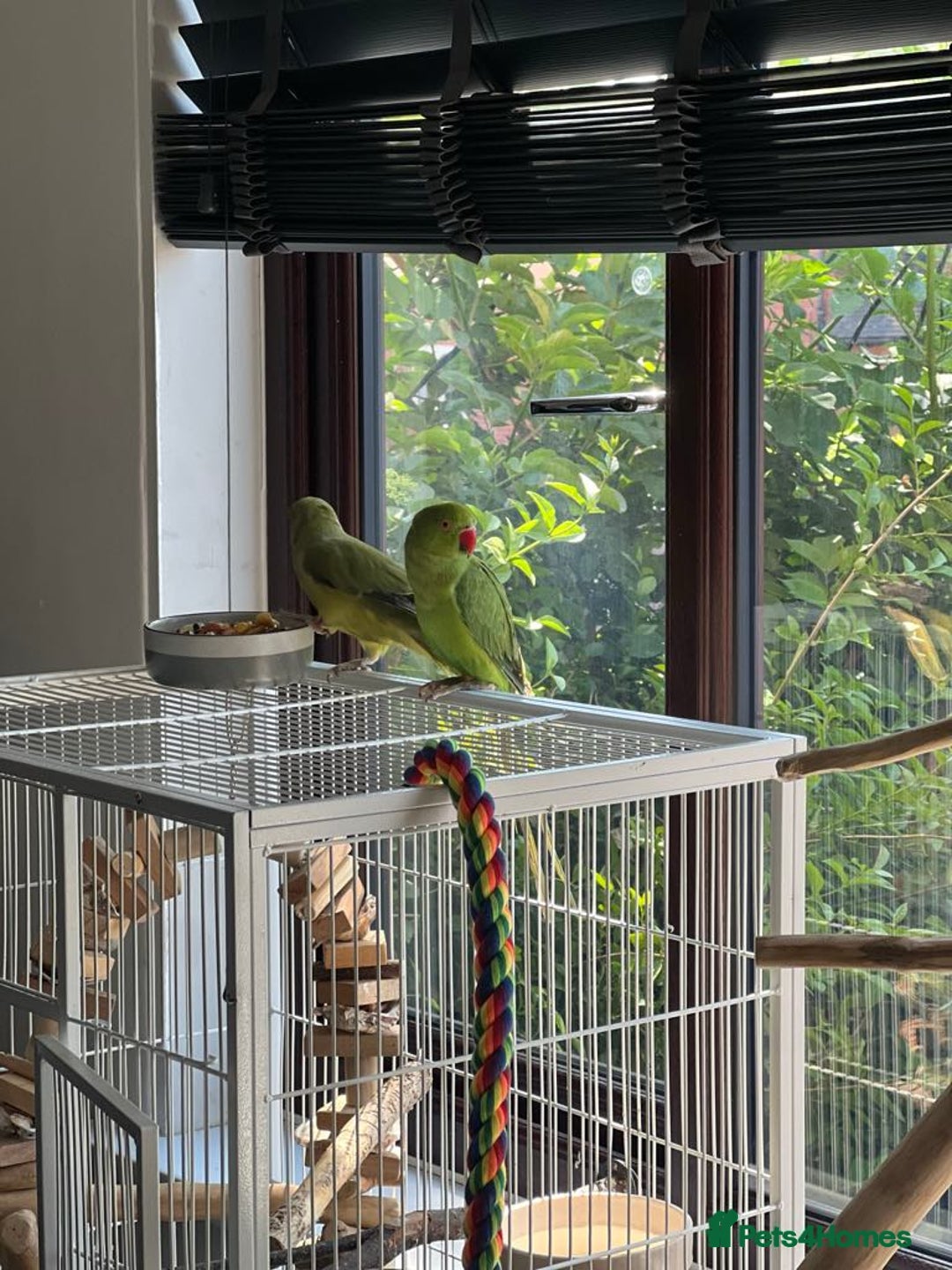Cockatiels birds for sale: Male cocktail and two green ringneck for sale  - Image 3