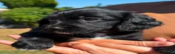 Sprocker dogs for sale: Sprocker spaniel  - Advert 32