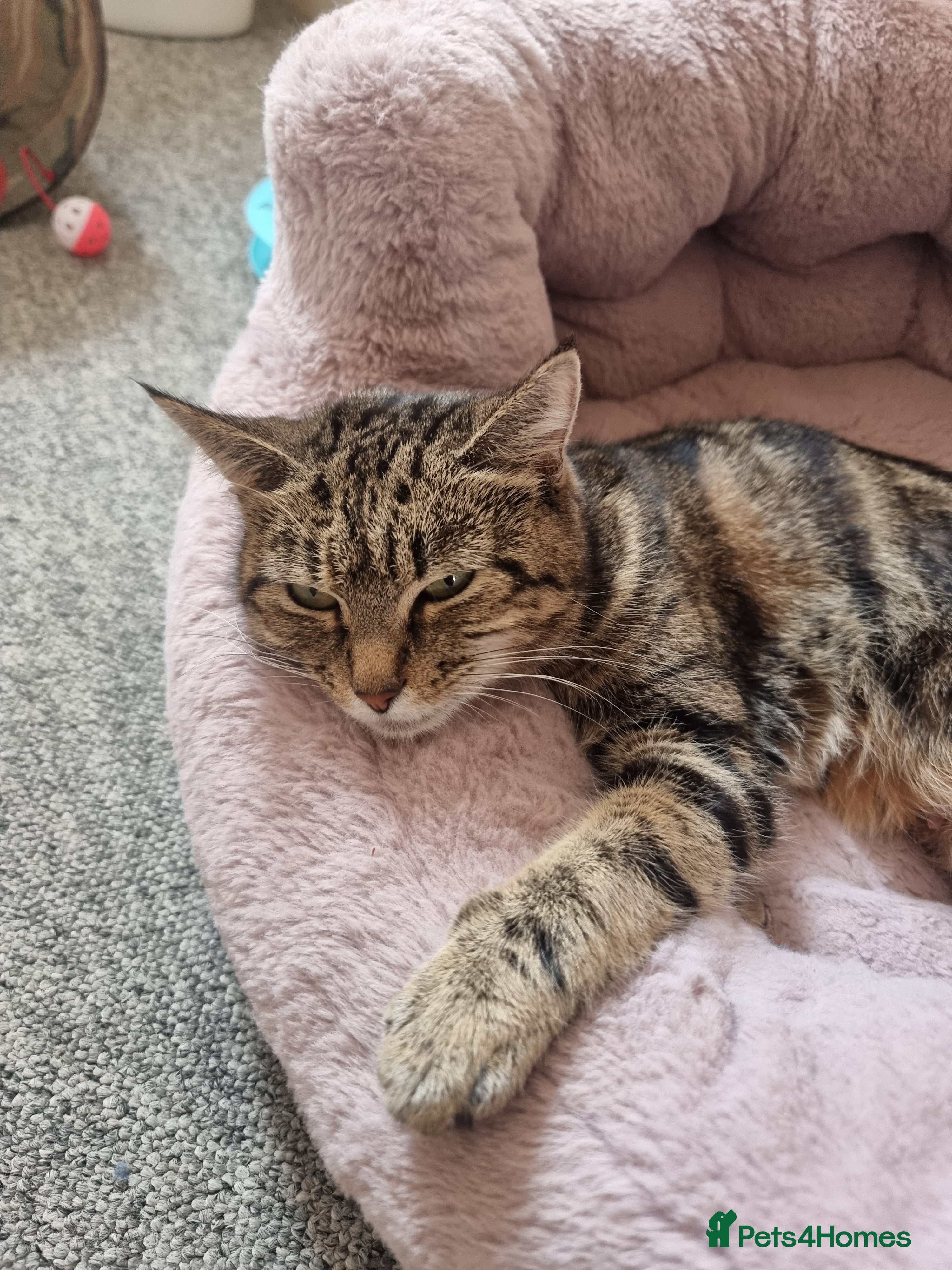 Mixed Breed cats Kittens for sale  - Advert 2