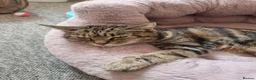 Mixed Breed cats for sale: Kittens for sale  - Advert 1