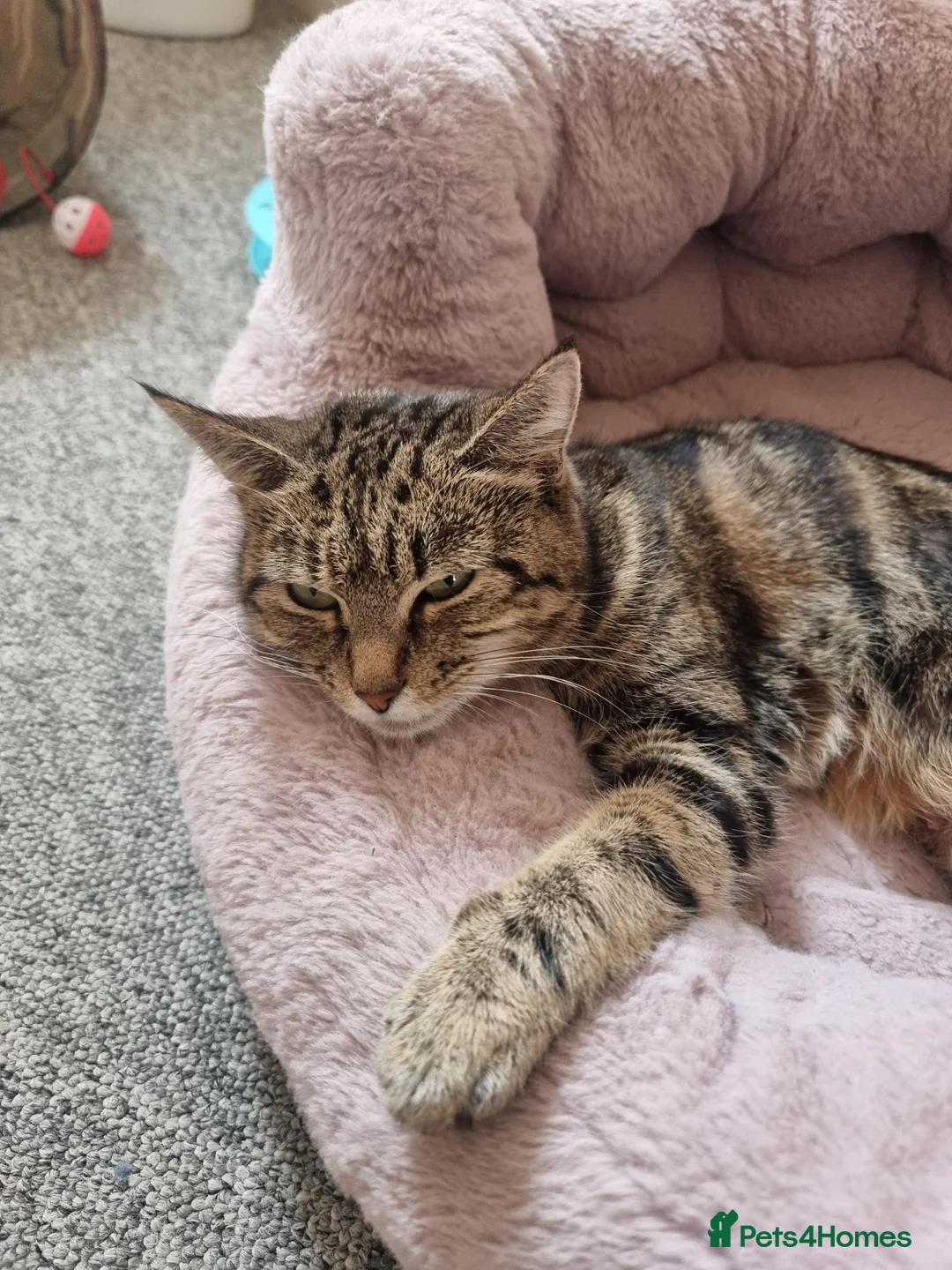 Mixed Breed cats for sale: Kittens for sale  - Advert 1