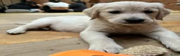 Golden Retriever dogs for sale: Royal Cream Golden Retriever Puppies🤍 🐶 🐾 - Advert 9