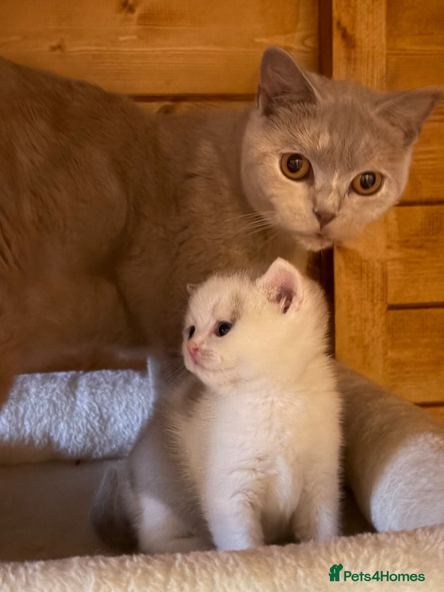 British Shorthair cats 3 Gorgeous TICA registered kittens  - Advert 1
