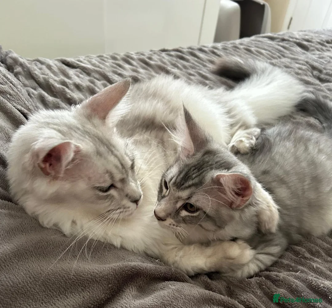 Maine Coon cats for sale: Last male TICA Pedigree Maine Coon Kitten - Advert 2