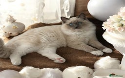 Ragdoll cats for sale: ❤️Ragdoll kittens with 5 gen pedigree❤️ - Image 1