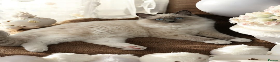 Ragdoll Kitten 1