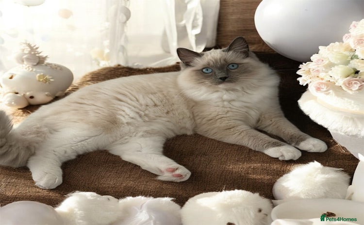 Ragdoll cats - Advert 14