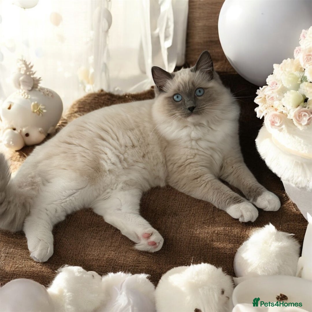 Ragdoll cats for sale: ❤️Ragdoll kittens with 5 gen pedigree❤️ - Image 1