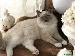 Ragdoll cats - Advert 22