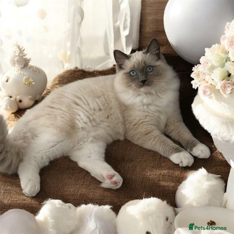 Ragdoll cats - Advert 4