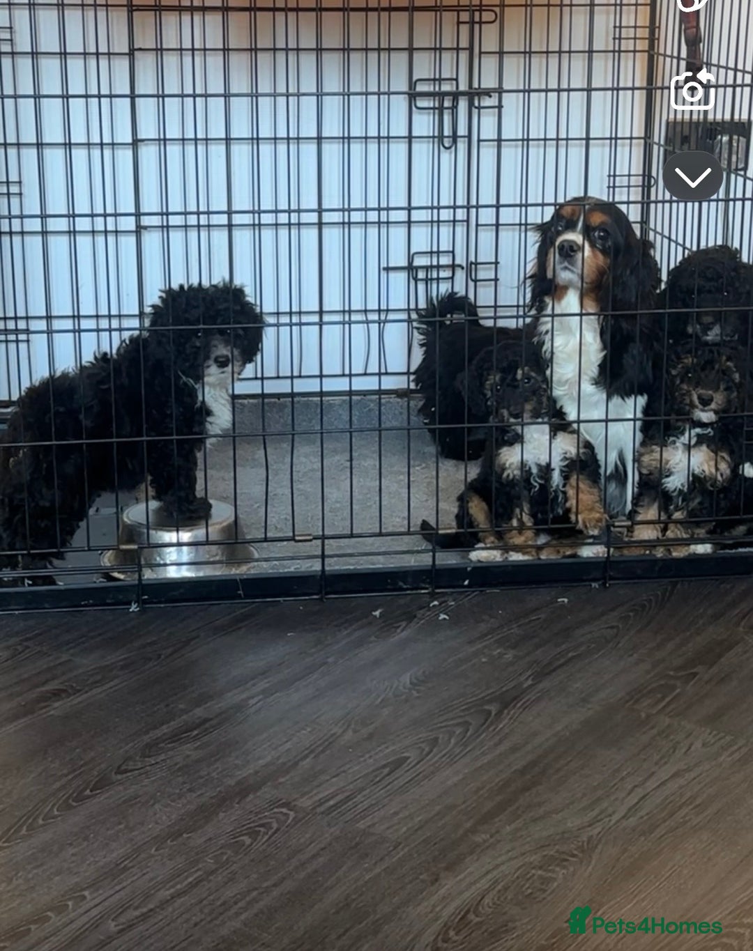 Cavapoo dogs for sale: Beautiful Cavapoos’s  - Advert 3