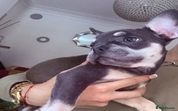 French Bulldog dogs for sale: Beautiful litter of French bulldog puppies  - Image 12