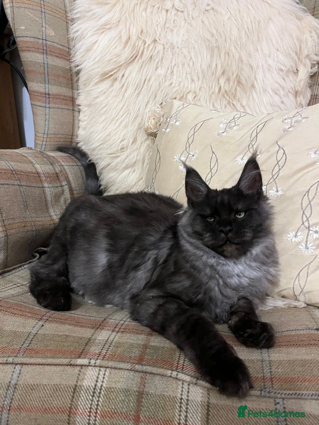 Maine Coon cats for sale: ⭐️Beautiful Maine Coon Kittens⭐️ - Image 8