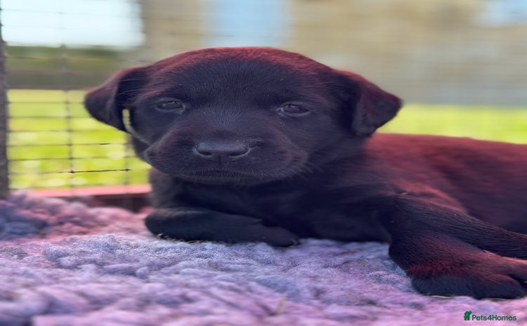 Labrador Retriever dogs - Advert 2
