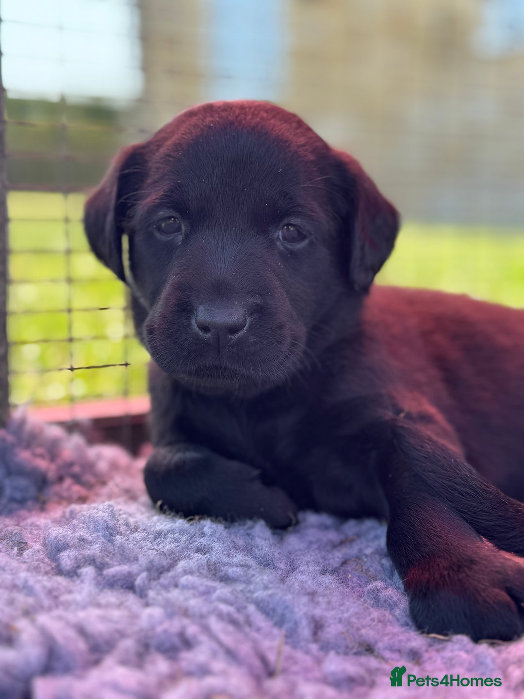 Labrador Retriever dogs for sale: KC Reg Health Tested Working Labradors - Image 2