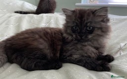 Mixed Breed cats for sale: Beautiful ghost grey kittens  - Image 5