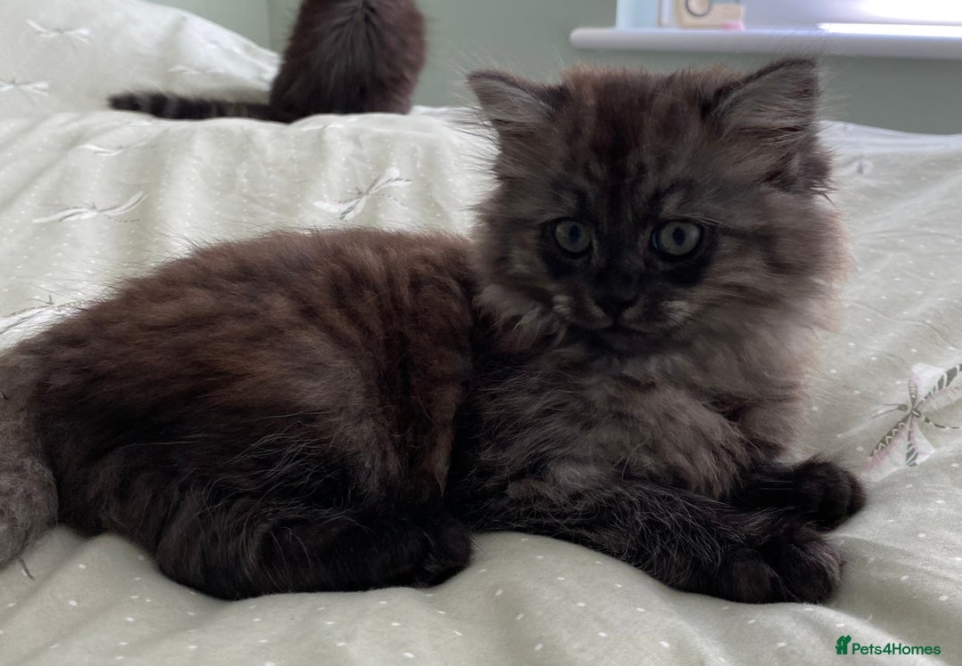 Mixed Breed cats for sale: Beautiful ghost grey kittens  - Image 5