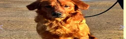 Golden Retriever dogs for sale: 🌟DNA clear, super dark, golden puppies 🌟 - Advert 14