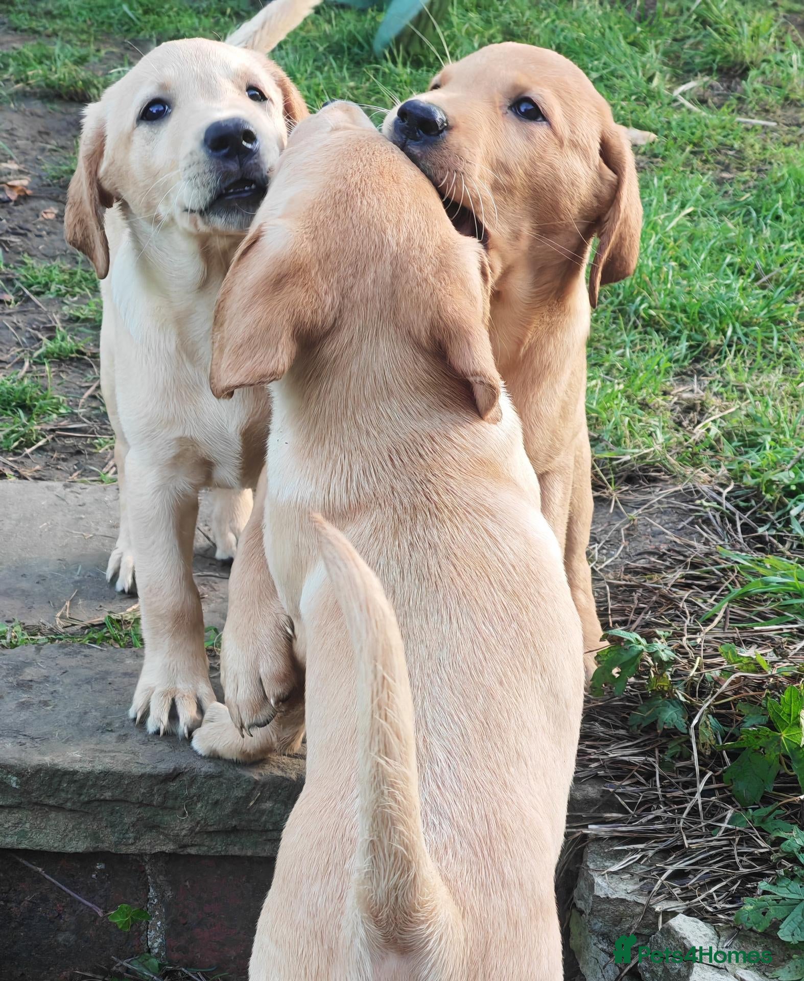 Labrador Retriever dogs Fox Red & Yellow Working American Labrador Puppies - Advert 15