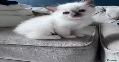Ragdoll cats - Advert 3